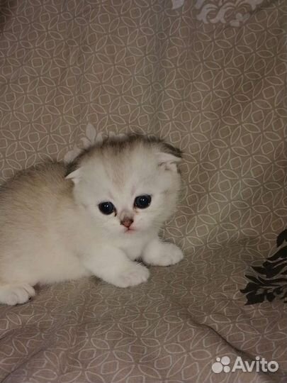 Котята скоттиш фолд