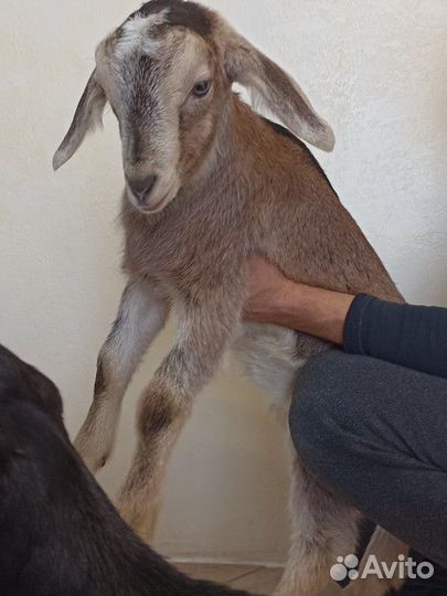 Козы дойные, козлята