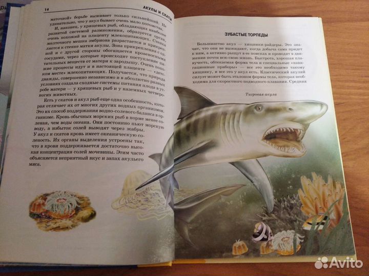 Детская энциклопедии про акул и космос