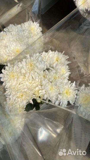 Хризантемы оптом