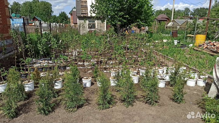 Саженцы груши и яблони