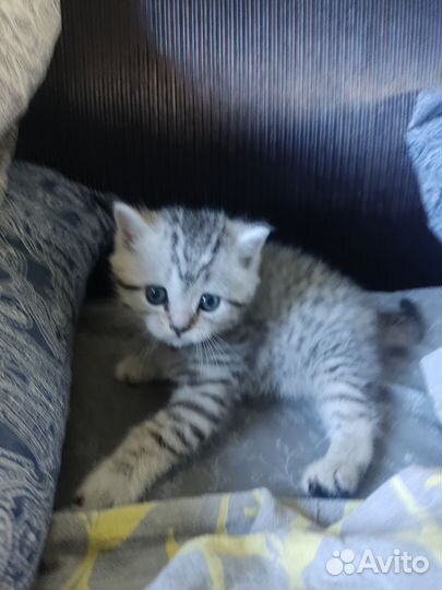 Шотландские вислоухие котята