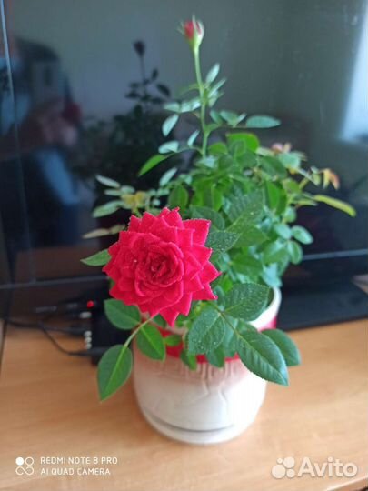 Роза комнатная