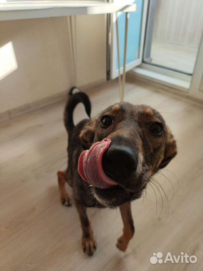 Щенок в добрые руки