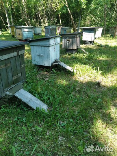 Ульи с пчелами