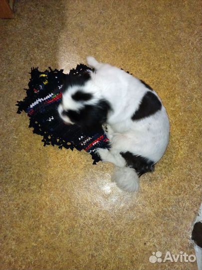 Найдена собака в Октябрьске