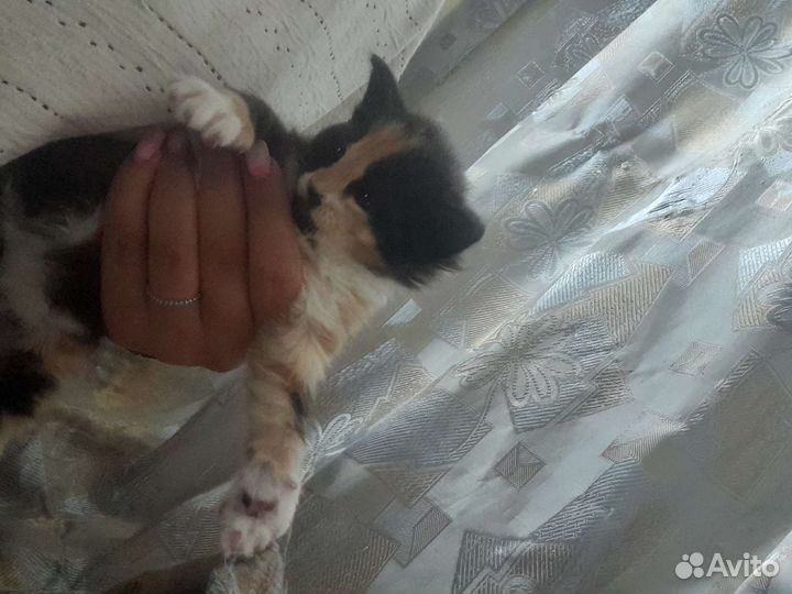 Кошка-в добрые руки