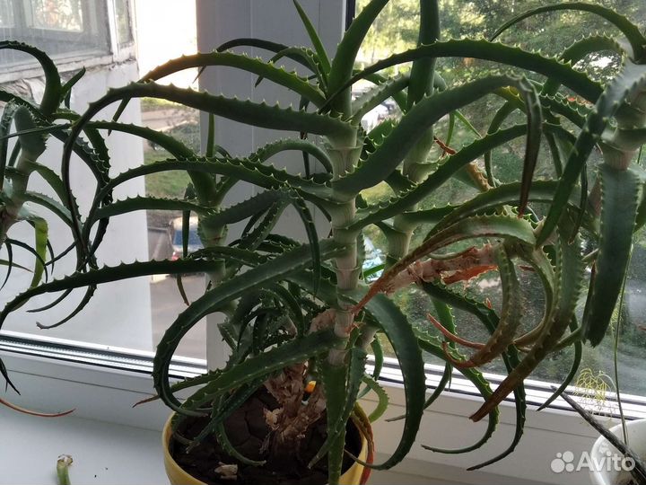 Алоэ лечебный