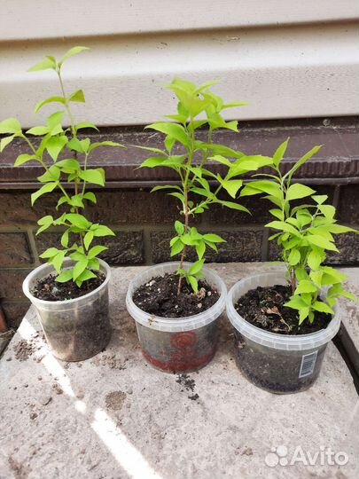 Колокольчик точечный,аквилегия махр., жасмин (чубу