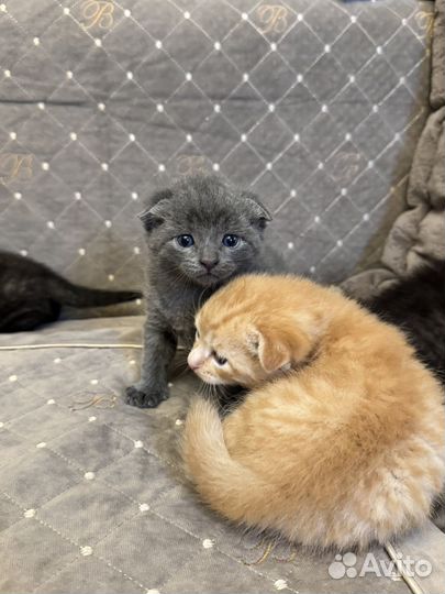 Кошки в добрые руки