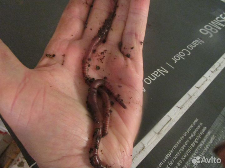 Черви дедробена для рыбалки