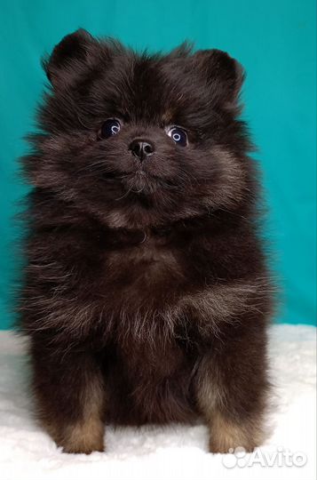 Миниатюрная девочка шпица