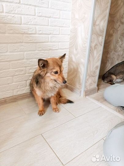 Девочка в добрые руки