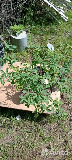 Спирея Вангутта