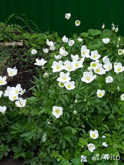 Барвинок, анемон, гибискус древовидный