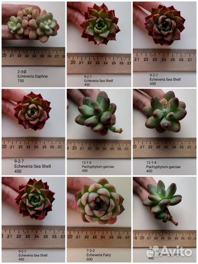 Суккуленты 4/6