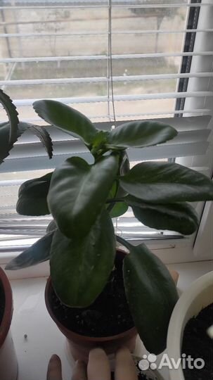 Комнатные растения