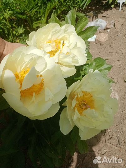 Цветы пиона