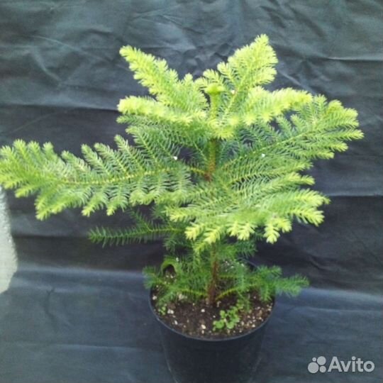 Араукария, комнатная ель