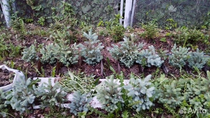 Ель голубая колючая Мисти Блю