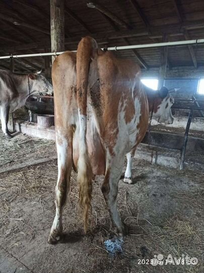 Корова дойная