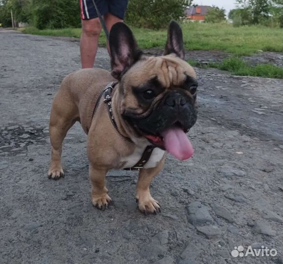 Французский бульдог вязка
