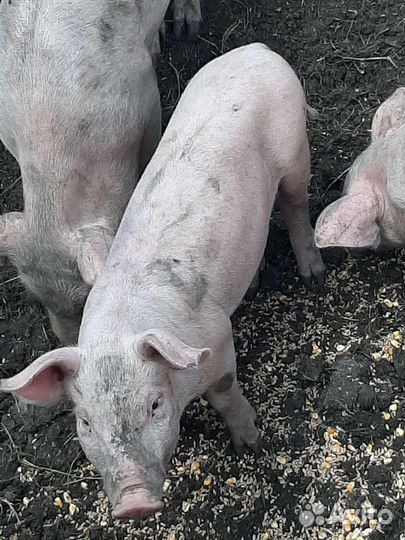 Поросята См-1 и хряк Дюрок на племя