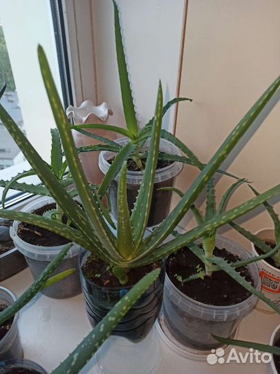 Алоэ Вера алое Столетник