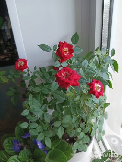 Роза комнатная