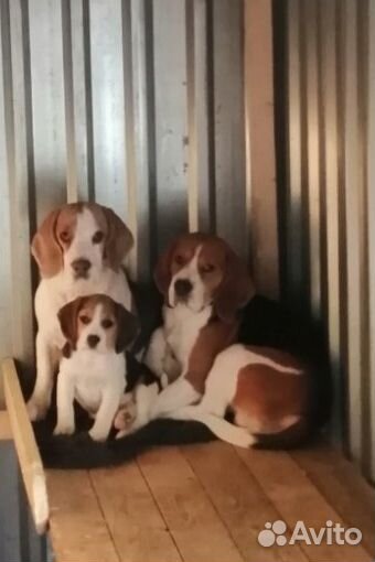 Щенок бигль