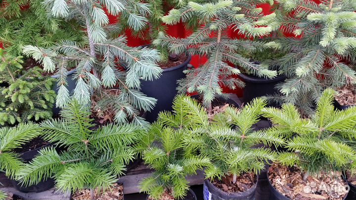 Саженцы хвойных