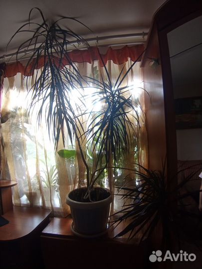 Комнатные цветы