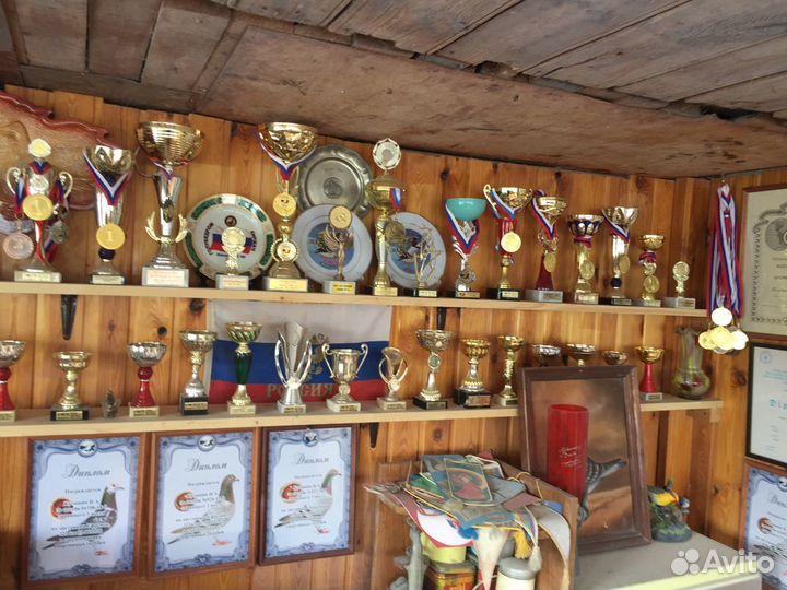 Продам голубей