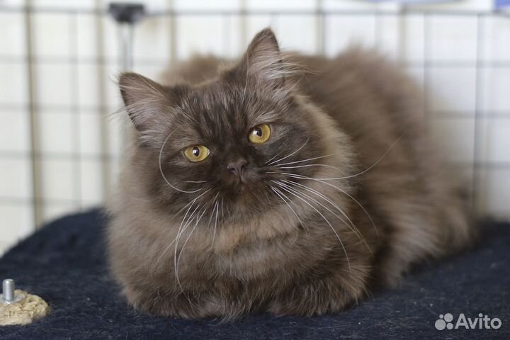 Шотландский пушистик (хайленд-страйт) в разведение