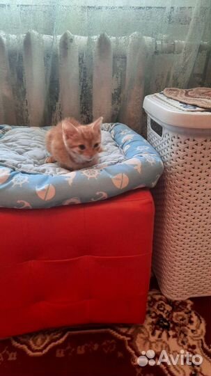 Кошка в дар