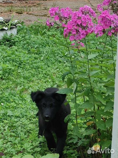 Щенки от бездомной собаки в дар
