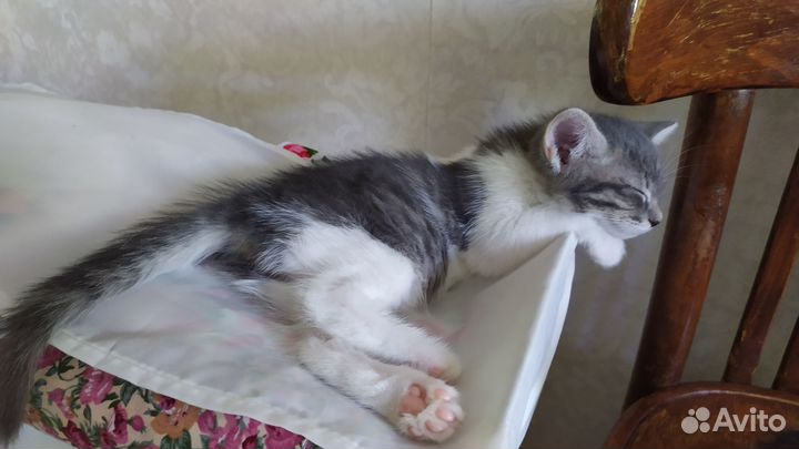 Домашние котята