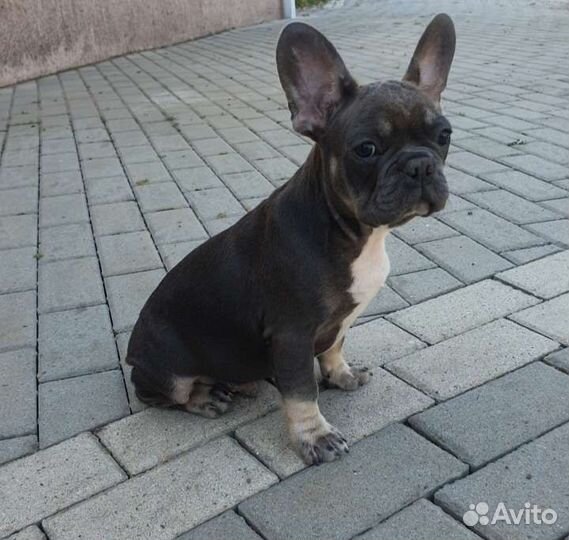 Французкий бульдог. Мальчик голубой окрас щенки
