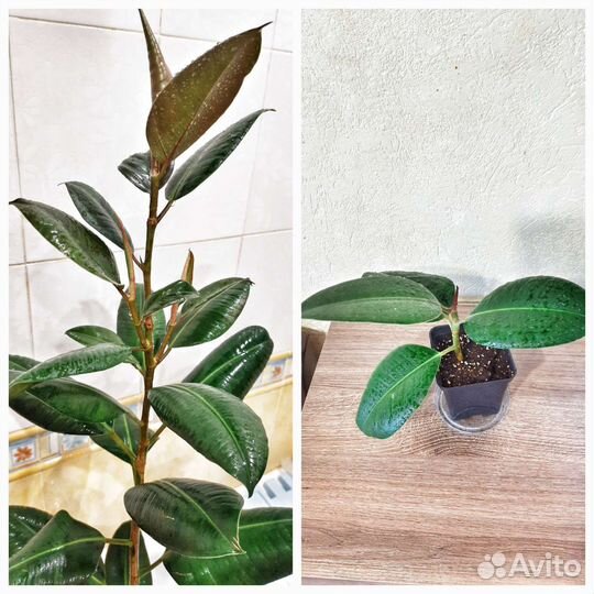 Фикус каучуконосный