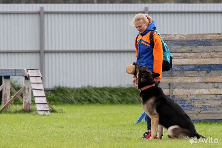 Кинолог. Дрессировка собак