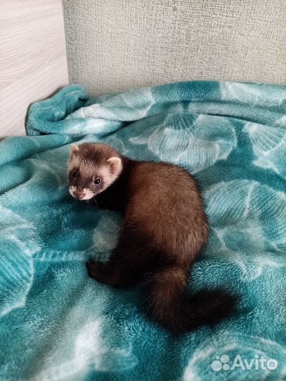 Домашний хорек