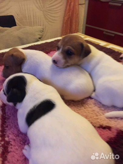 Кобель Джек Рассел терьера (вязка)