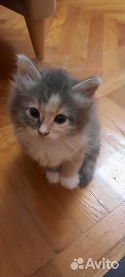 Котята в добрые руки бесплатно