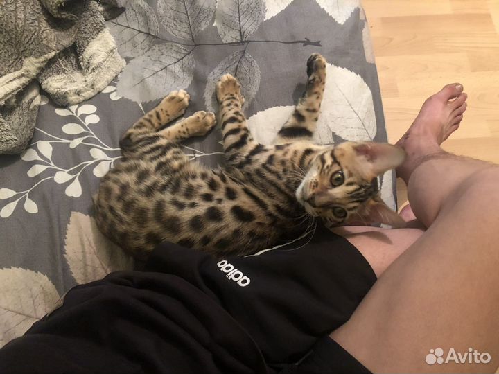 Бенгальский кот