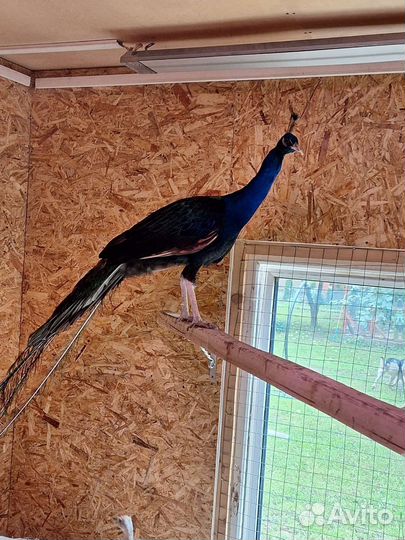 Павлины семья