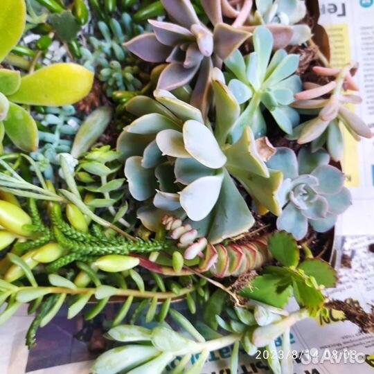 Набор суккулентов для создания садика