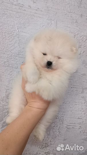 Щенки шпица