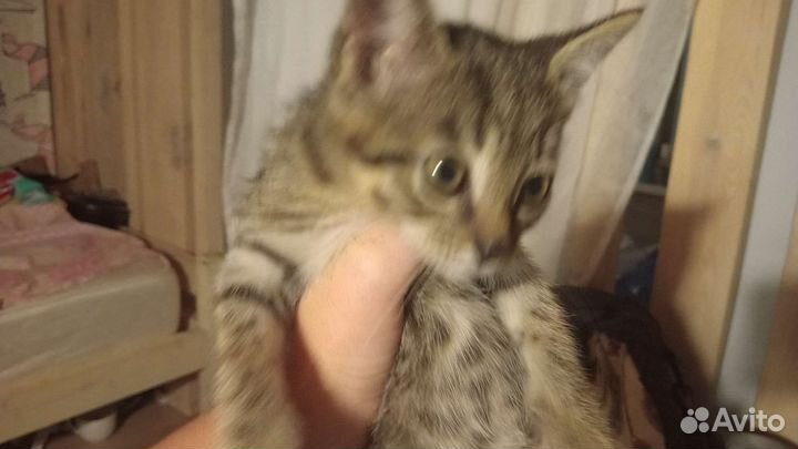 Котенок в дар