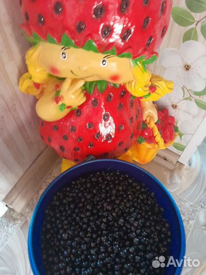 Свежая