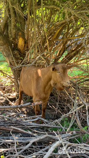 Подам козла